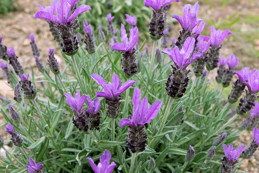 Topped lavender or lavandula stoechas bush. French or spanish lavender flowering plant. Spring purple flower spikes and silvery leaves.