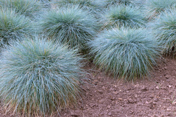 Blue fescue clump-forming plant. Festuca glauca groundcover ornamental grass Blue fescue clump-forming plant. Festuca glauca groundcover ornamental grass in the garden. festuca glauca stock pictures, royalty-free photos & images