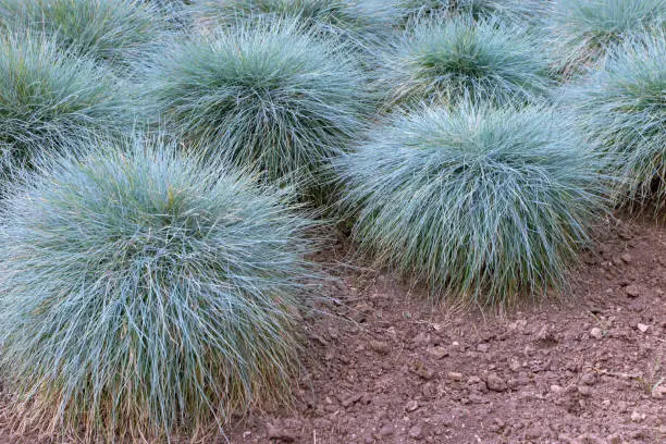 Blue fescue clump-forming plant. Festuca glauca groundcover ornamental grass in the garden.