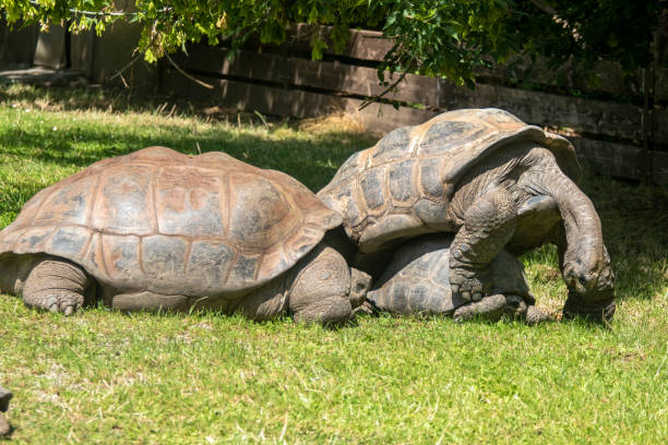 istock now it's my turn, says the male turtle 1314331179