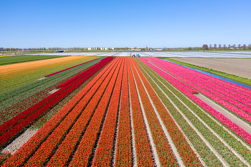 drone photo of colored tulips with beautiful contrasting colors