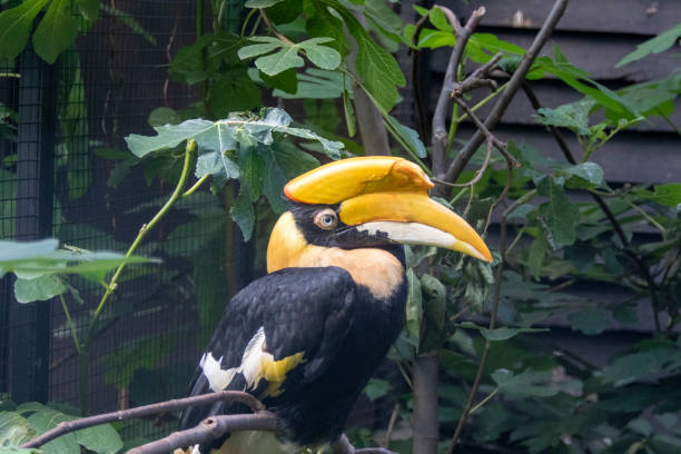 istock Tropical hornbil bird is sitting on a branch 1314331242