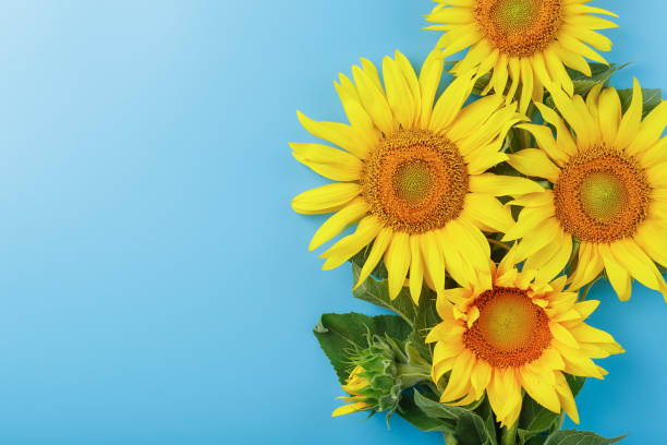 istock Blooming yellow sunflowers on a blue background. 1314331245