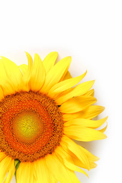 istock Sunflower flower on a white background, top view. Isolate. 1314331305
