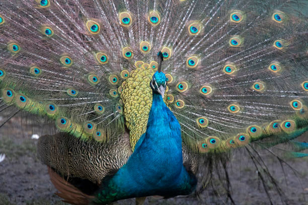 feathers of a peacock