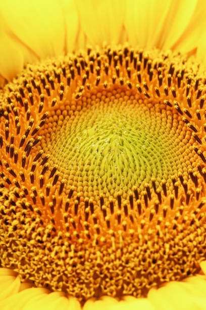 istock Sunflower blooms natural background close-up. Yellow texture 1314331413
