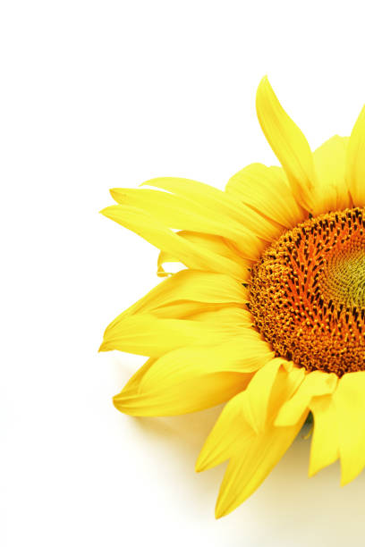 istock Sunflower flower on a white background, top view. Isolate. 1314331999