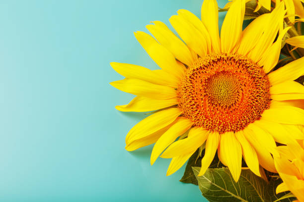 istock A bouquet of sunflower seed flowers on a blue background. 1314332017