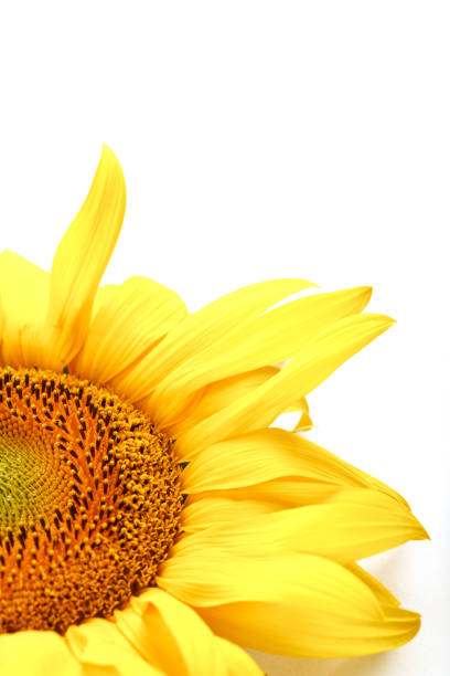 istock Sunflower flower on a white background, top view. Isolate. 1314332086