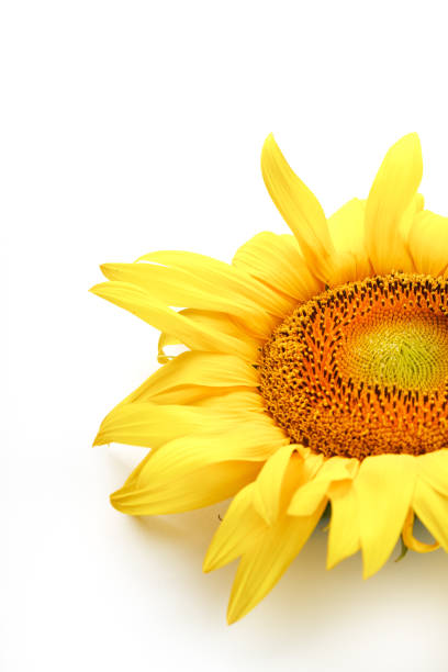 istock Sunflower flower on a white background, top view. Isolate. 1314332142