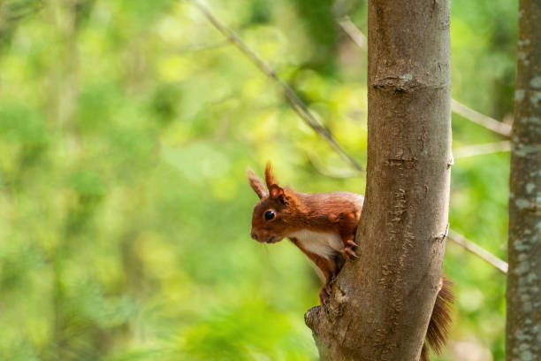 Red Squirrel Red squirrel on a tree, looking around hiding eurasian red squirrel (sciurus vulgaris) stock pictures, royalty-free photos & images