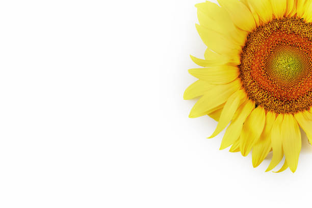 istock Sunflower flower on a white background, top view. Isolate. 1314332526