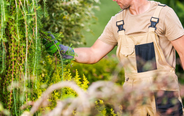 istock Professional Gardener Performing Plants Health Checkup 1314332629