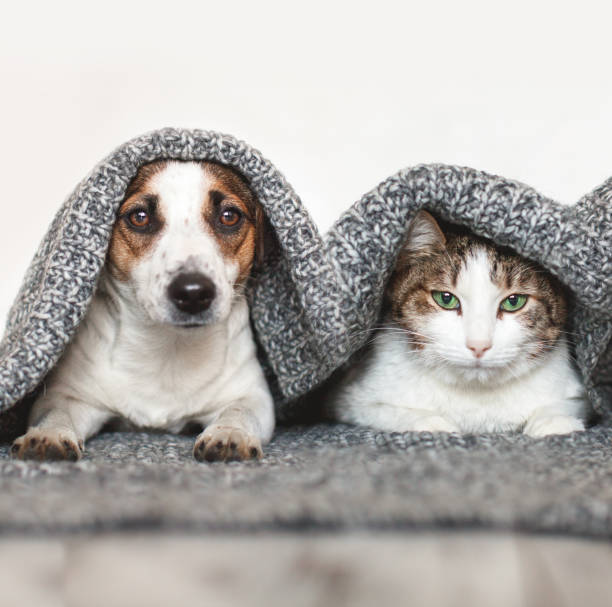 istock Dogs and cat together 1314333458