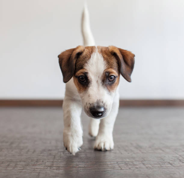 istock Little white dog on brown floor 1314333468