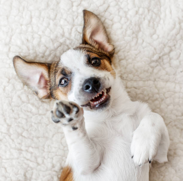 istock Happy dog at home 1314333470