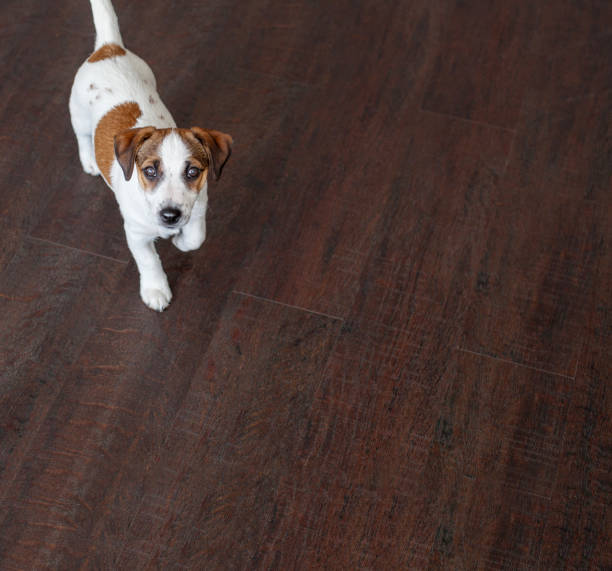 istock Little white dog run on brown floor 1314333472