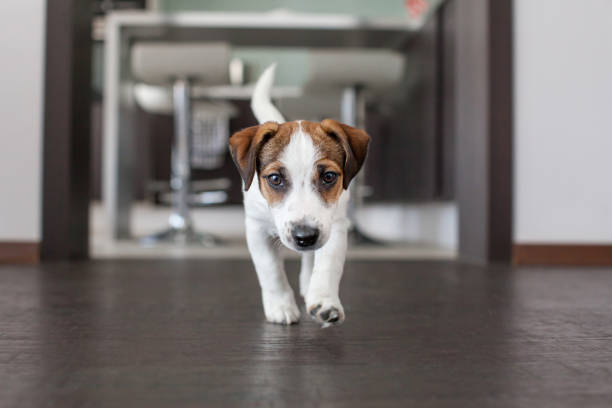 istock Little white dog on brown floor 1314333479