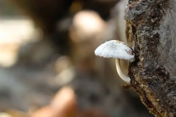 A mushroom grown in the wild on a decaying tree bark.