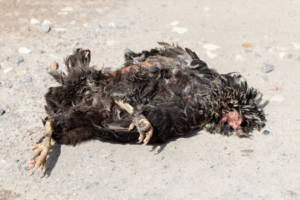 un pollo muerto. - accident animal bird animal body fotografías e imágenes de stock