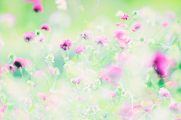 Colorful flowers background Knautia arvensis
