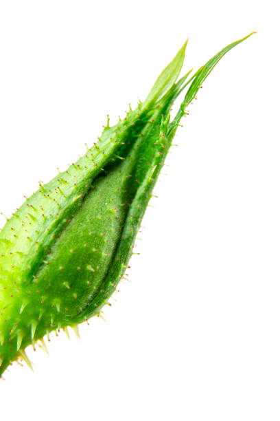 istock Macro of a mini rose bud 1314334367