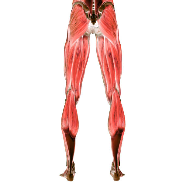 istock Muscles a Part of Human Muscular System Anatomy 1314334828