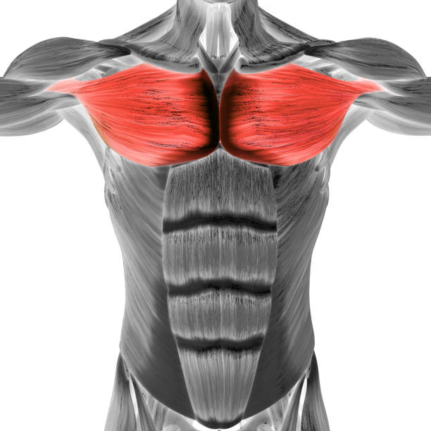 human muscular system torso muscles pectoral muscles anatomy - pectoral muscle imagens e fotografias de stock