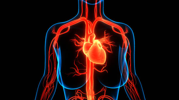 istock Human Circulatory System Heart Anatomy 1314334945