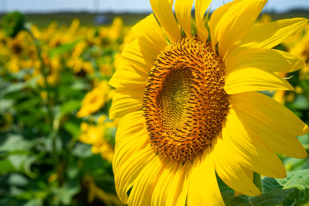 istock sunflower field with many other sunflowers. 1314336345