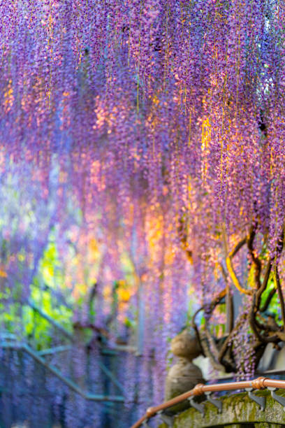 wisteria blooming over bridge, japan