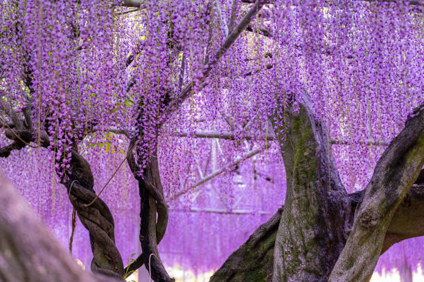 istock wisteria blooming over bridge, japan 1314337497
