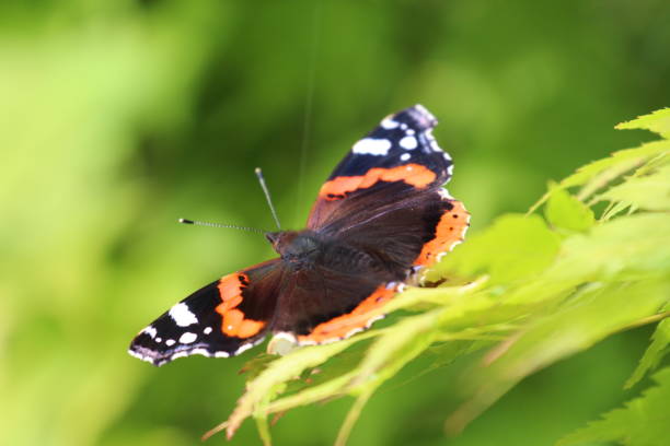 istock Vanessa atalanta, the red admiral 1314337740