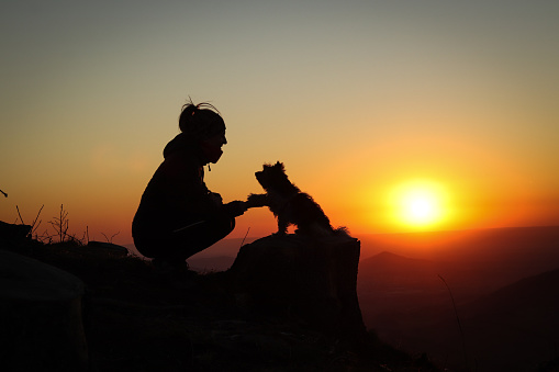 Confidence between a dog and a woman at sunset. Biewer Terrier Dog sitting on a tree stump hands his mistress's paw and looks at her with a loving look. Mountain top and sunset.