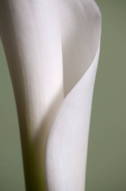 istock Calla lily flower on a light green 1314340160