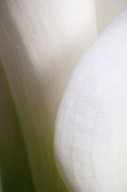 istock Calla lily flower close up shot 1314340214