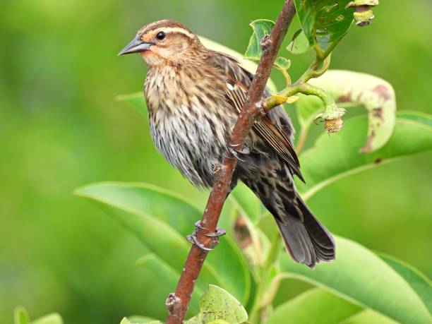 istock Red-winged Blackbird (Agelaius phoeniceus) female perched on a branch 1314340448