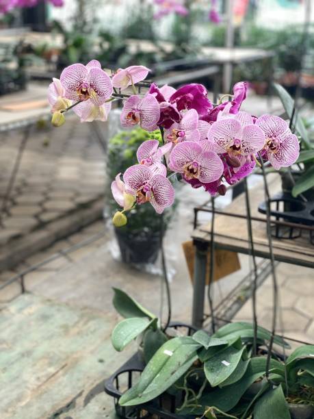 istock White orchid flower with purple dots 1314340585