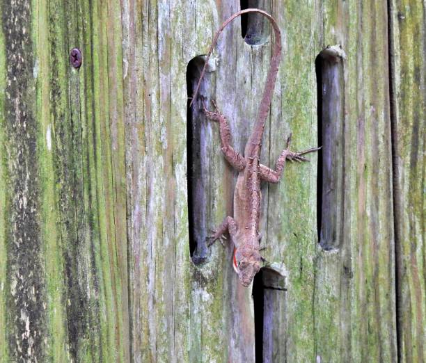 istock Brown Anole (Anolis sagrei) resting on a butterfly wood house 1314342447