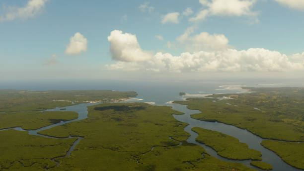 istock Aerial view of Mangrove forest and river 1314342566