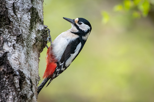 Great spotted woodpecker on a birch trunk