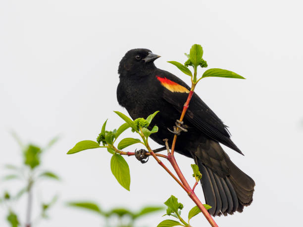 A blackbird with bright red shoulder patches perches on a reed stalk in sunlit marshland. A calm, natural wildlife scene ideal for nature, spring, and outdoor lifestyle collections.