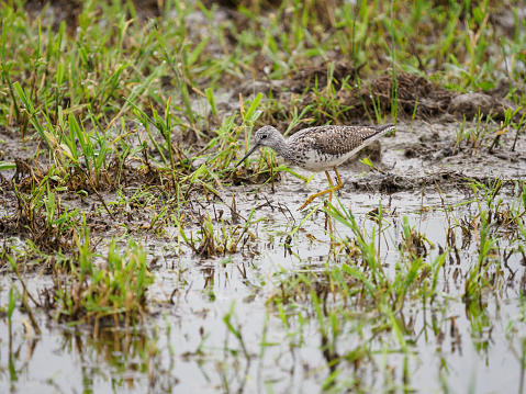 Long-billed Dowitcher feeding in the water of a Washington State wetland area.