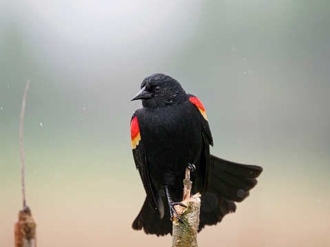 A Red-winged Blackbird perched on a wetland cattail. Light colored background with light rain.
