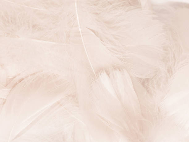 istock Beautiful abstract gray feathers on white background, soft white feather texture on white texture pattern, light pink theme wallpaper, black feather background, white gradient frame banners 1314342945