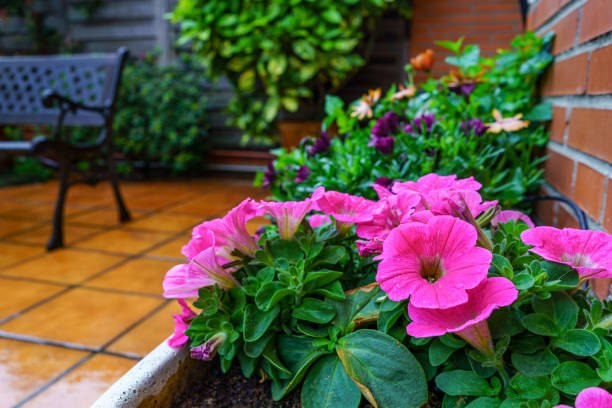 Petunia flowers in planter on a rainy spring day. Madrid.