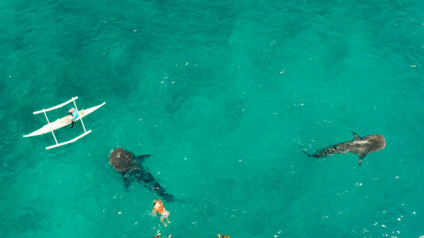 istock Oslob Whale Shark Watching in Philippines, Cebu Island 1314343076