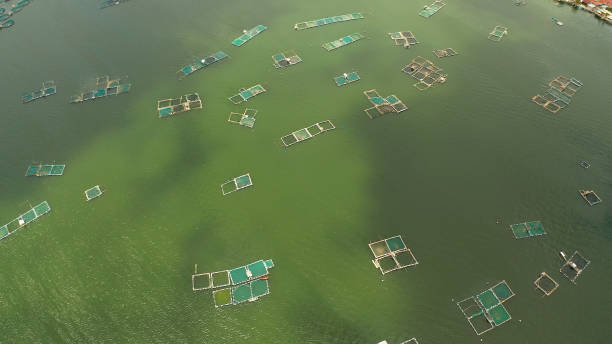 istock Fish farm on the lake Taal, Philippines 1314343755
