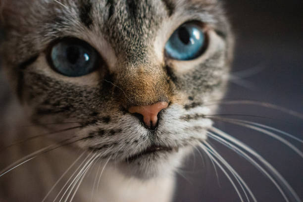 istock Adorable and cute blue eyed cat 1314343929