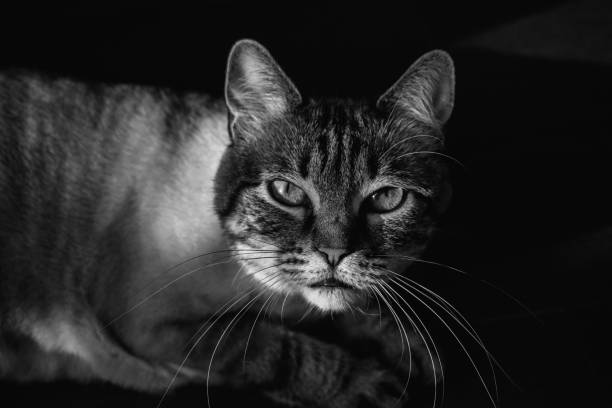 istock Adorable and cute blue eyed cat 1314343946